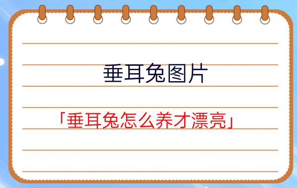 垂耳兔图片 「垂耳兔怎么养才漂亮」